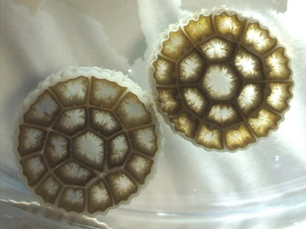 MBBR carrier after aerobic biofilm formation