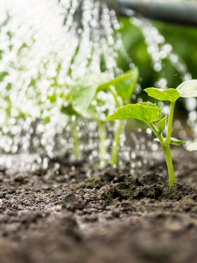 Plant irrigation.