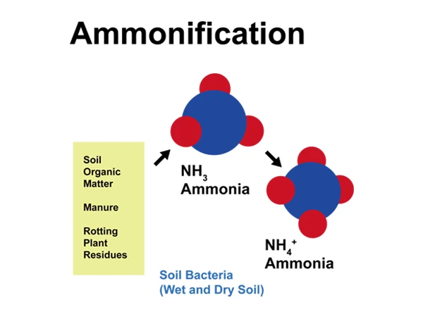 The process of converting nitrogen-containing organic matter to NH3 and then to NH4+