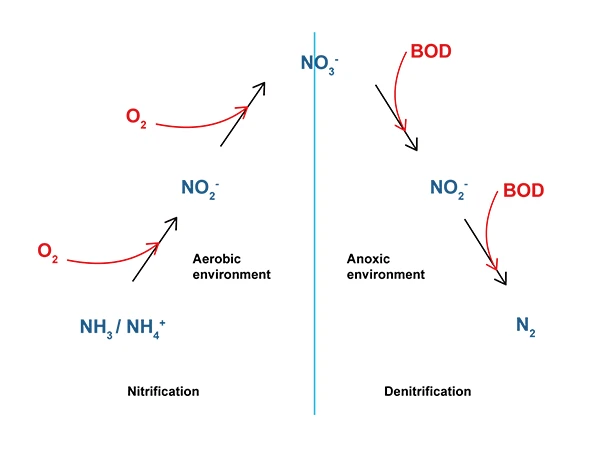 The process of converting ammonia nitrogen to nitrogen gas in the AO process