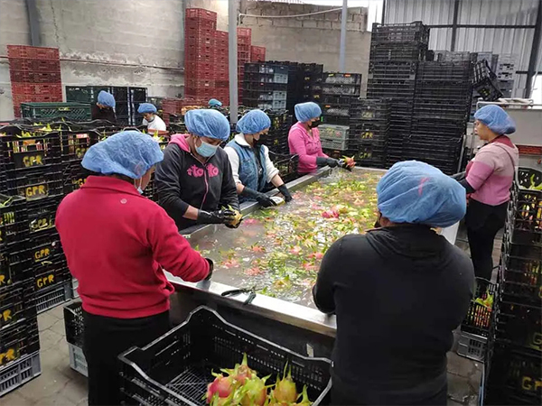 Workers are using ozone water to wash fruits
