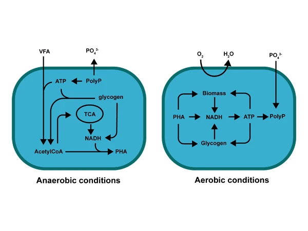 Transformation process of phosphorus in wastewater under anaerobic and aerobic conditions